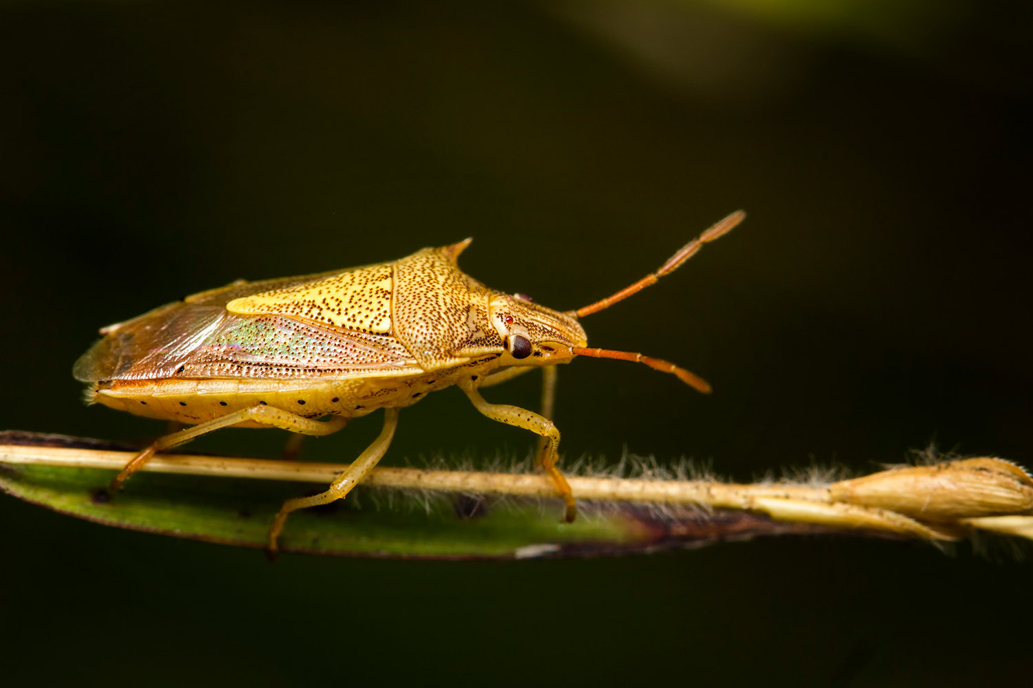 Rice Stink bug Barbados